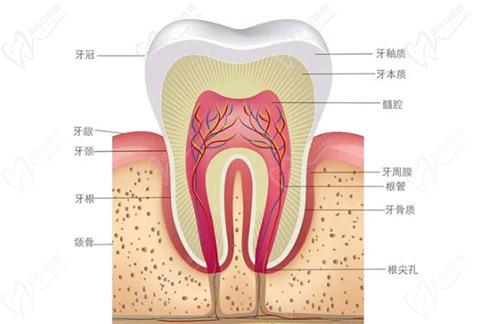 牙齒結(jié)構(gòu)