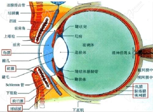 后鞏膜加固術后視力能提高多少